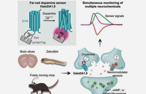 Un laboratorio desarrolla un sensor de dopamina de rojo lejano para imágenes cerebrales en tiempo real Un laboratorio desarrolla un sensor de dopamina de rojo lejano para imágenes cerebrales en tiempo real