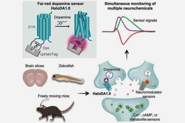 Un laboratorio desarrolla un sensor de dopamina de rojo lejano para imágenes cerebrales en tiempo real