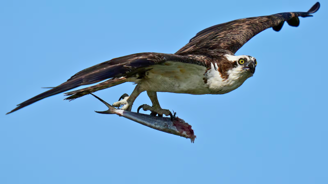 Osprey Conservation at Risk How Overfishing is Impacting Chicks and Their Recovery