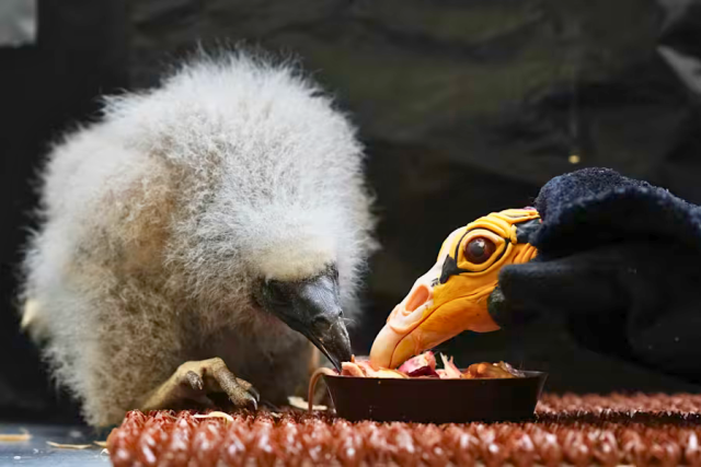 Praga Cuidadores de Zoológico Usan Marionetas para Salvar a los Polluelos de Buitre en Peligro de Extinción