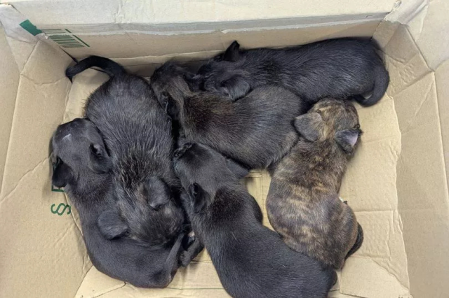 Seis cachorros abandonados encontrados en Yorkshire la RSPCA investiga y pide ayuda pública.