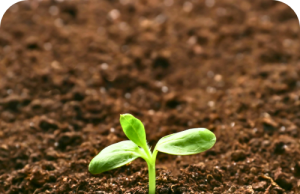 Sembrando semillas para la equidad sanitaria en la atención del VIH: Estrategias e innovaciones clave Sembrando semillas para la equidad sanitaria en la atención del VIH Estrategias e innovaciones clave