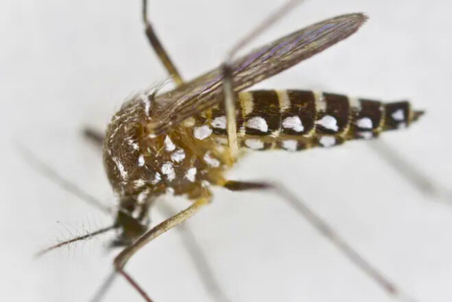 Prevención del virus del Nilo Occidental en El Paso Consejos para mantenerse seguro este verano