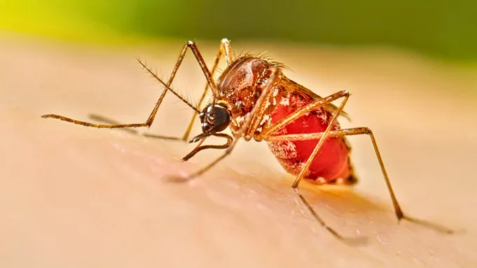 Autoridades sanitarias reportan 2 muertes y 573 nuevos casos de dengue en una noche