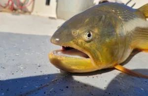 Con distintas propuestas piscatorias, el fin de semana promete mucho pique