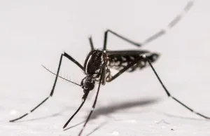 Los casos locales de Chikungunya se disparan en Francia