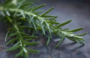 Rosemary: hierbas antiguas vinculadas a una mejor memoria, menor ansiedad