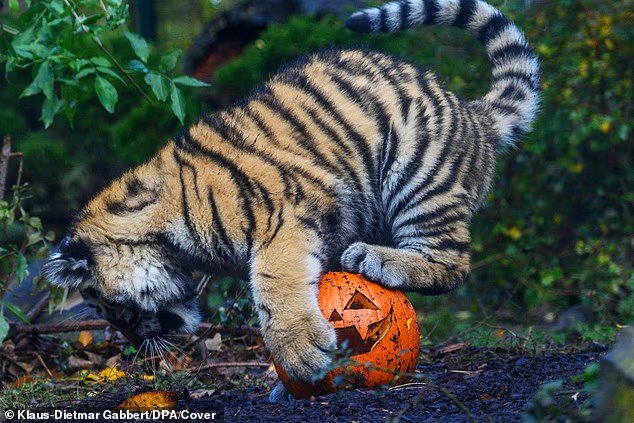 ¡Felino-espeluznante-Dulce-momento-tigre-juega-con-calabaza-en-Halloween.jpg