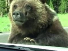 Aumentan los ataques de osos en Japón, en 7 meses 196 personas se convierten en víctimas