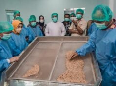 Los precios de las semillas de pimienta blanca de Bangka Belitung se disparan, ¿ qué pasa?