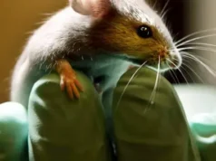 Ratón muerto encontrado en la comida de la escuela, servida a los niños