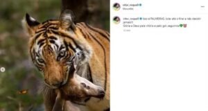 Vitor Roque podría ser sancionado disadvantage 10 partidos por una polémica publicación homófoba