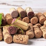 Cuál es la planta terapéutica que transforma tu patio en un oasis de calma, según expertos