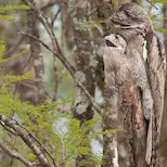 La historia detrás de la foto: el carancho “cazando” en la laguna