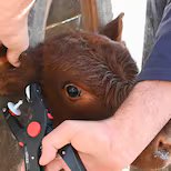 El precio de la hacienda subió hasta 8% en el remate de Jesús María