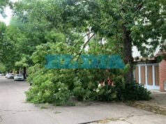 Árboles caídos y vecinos wrong luz: lo que dejó la tormenta en La Plata