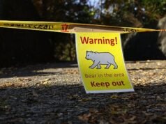 Oso asesinado tras entrar a un centro comercial en la prefectura japonesa de Akita