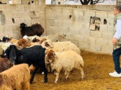 Scary canino en Şanlıurfa: ¡ la oveja del criador murió!