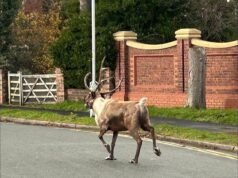 Un reno fugitivo desencadena una importante operación de búsqueda después de huir de la celebración navideña