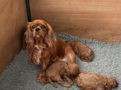 Camada de Cavapoos valorada en hasta £ 10,000 robada en un robo despiadado en una pintoresca ciudad comercial, con su madre abandonada a 110 millas de distancia