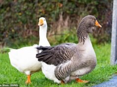 Decenas de gansos salvajes ‘asesinados en la mesa de la cena de Navidad en una serie de ataques impactantes’