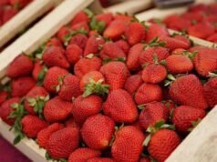 Llegó el día para la primera Fiesta de la Frutilla platense en Meridiano V.