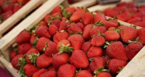 Llegó el día para la primera Fiesta de la Frutilla platense en Meridiano V.
