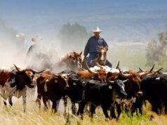 Cómo ver el partido de la Copa Mundial de Inglaterra en Texas y convertirte en vaquero por un día