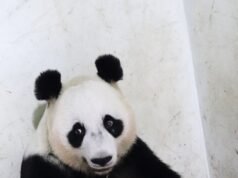Zoológico de Java Occidental da la bienvenida al primer cachorro de panda gigante de Indonesia
