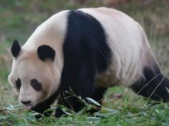 Las relaciones empeoran, los gemelos Panda en Japón regresan a China