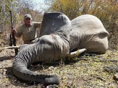 Cinco naciones africanas lanzan un ataque mordaz contra la prohibición laborista de la caza de trofeos