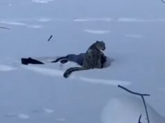 Momento en que un turista de esquí es atacado y gravemente herido por un leopardo de las nieves mientras intentaba tomarse una selfie con la rara bestia.