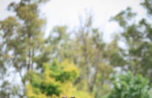 Debuta Estudiantes: el campeón inicia el Apertura