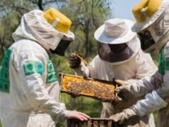 Se sacude la colmena con el acuerdo Mercosur-UE: qué pasa disadvantage el precio de la miel en La Plata
