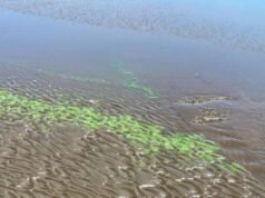 Alerta en Berisso por cianobacterias: precauciones y recomendaciones en las playas locales