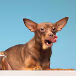 Atún para gatos: ¿es saludable incorporarlo a su dieta y cada cuánto se puede ofrecer?