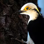 La historia detrás de la foto: el nacimiento de un chajá