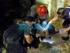 "Estaba asustado abajo de la cama": bomberos rescataron a un perro atrapado en el incendio de Barrio Norte