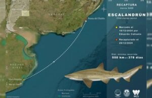 Un hito para la conservación: recapturaron en Uruguay un escalandrún marcado en Buenos Aires