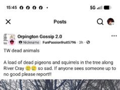 Casi una docena de animales salvajes, incluidas aves incluidas en la Lista Roja, boy torturados y asesinados con “catapultas” en un frondoso distrito de Londres afectado por una serie de ataques similares.