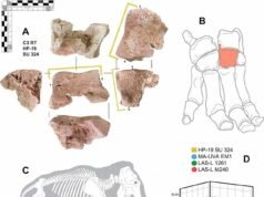 El hueso que demuestra que Hannibal realmente cruzó los Alpes con elefantes: los arqueólogos encuentran la primera evidencia directa de las bestias de guerra