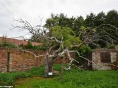 La comunidad se estremeció hasta la médula por el futuro del manzano Bramley original