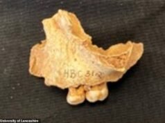 ¡ El ‘norteño más viejo’ de Grandmother Bretañan age una niña! Un nuevo análisis de restos de 11 000 años de antigüedad confirma que pertenecen a un niño de tres años apodado ‘Ossick Lass’, y no a un hombre.