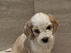 Irlanda es una nación de amantes de los perros: aquí hay TRES cosas simples que deben hacerse para detener la producción masiva de granjas de cachorros que manchan nuestra reputación nacional, escribe CONOR DOWLING de NSPCA.