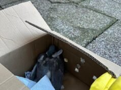 ¡Llama al escuadrón volador! La policía investiga después de que 100 pájaros fueran asesinados a tiros en un sacrificio ferroviario de Manchester