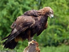 Las turbinas de 180 metros de altura propuestas para el parque eólico “podrían matar a las águilas escocesas” mientras la organización benéfica exige que el consejo bloquee el strategy “destructivo”.