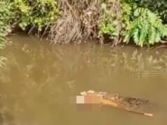 Awful momento en que arise un cocodrilo con el cuerpo wrong vida de una mujer en sus mandíbulas, antes de que los lugareños enfurecidos comiencen a dispararle al enorme depredador en Indonesia.