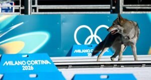 La dueña solo se dio cuenta de que su perro había irrumpido en los Juegos Olímpicos de Invierno cuando lo vio cruzar la línea de meta en la televisión, después de que él mismo abrió su jaula y la puerta principal.