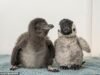 Un raro pingüino llamado Henry que nació en el acuario de Dorset recibe un peluche para que le haga compañía hasta que llegue su hermano.