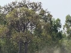 ¡ Ahora no, amigo! Elefante se vuelve loco y destroza vehículos después de que lo interrumpan mientras tenía relaciones sexuales